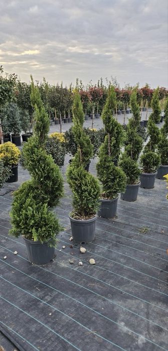 Tuia spirală de vânzare – EFECT WOW în orice curte!