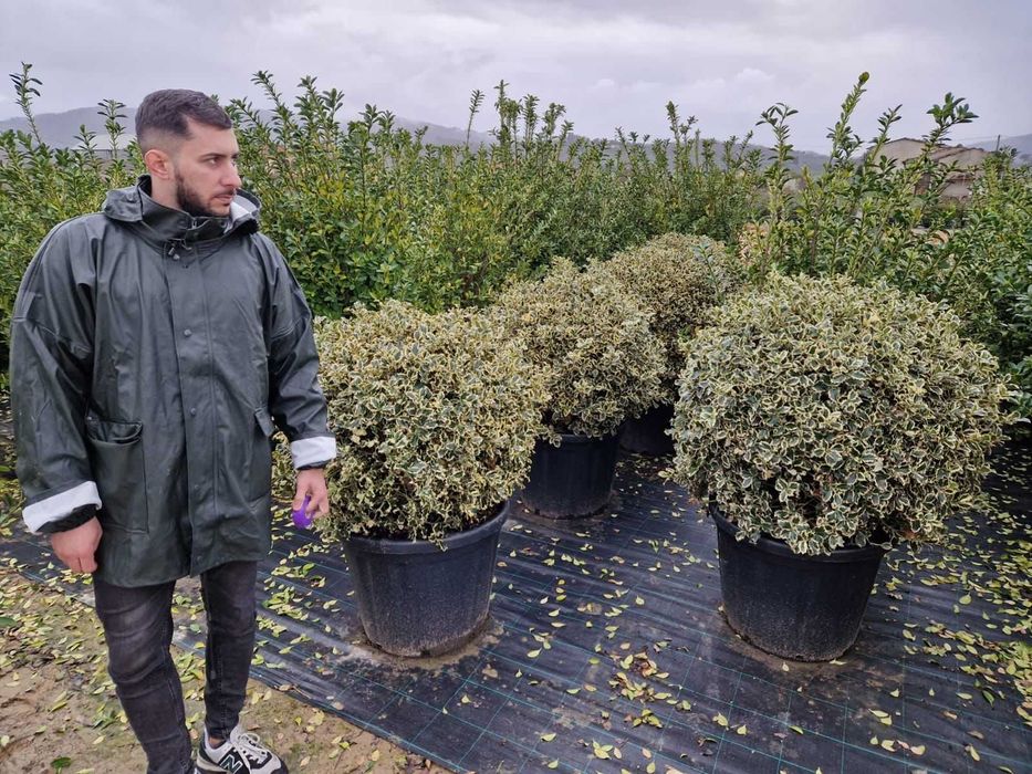 Arbori Ornamentali de Excepție – Densitate și Vigoare