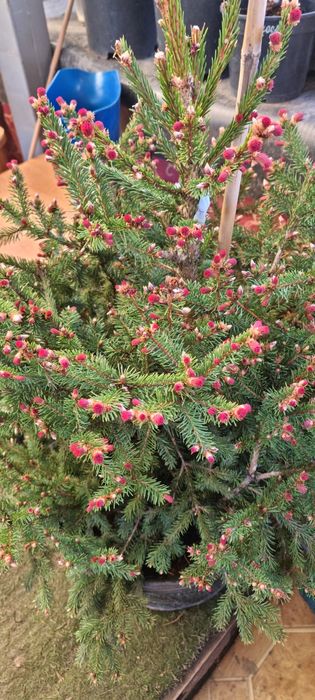 Редкие сорта елей Биалобок, Райдал