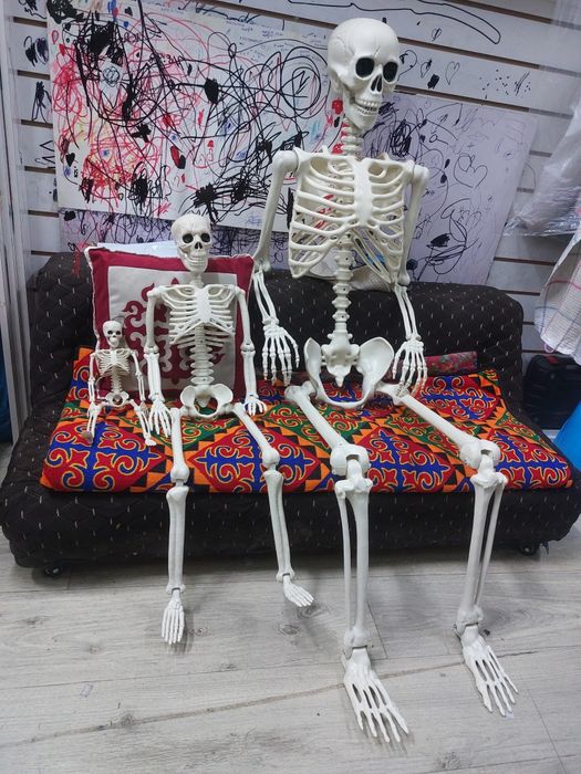 Скелеты из пластмассы.