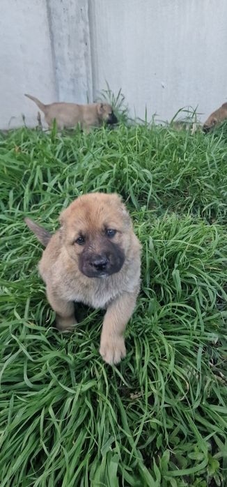 Чистокръвни Кангали