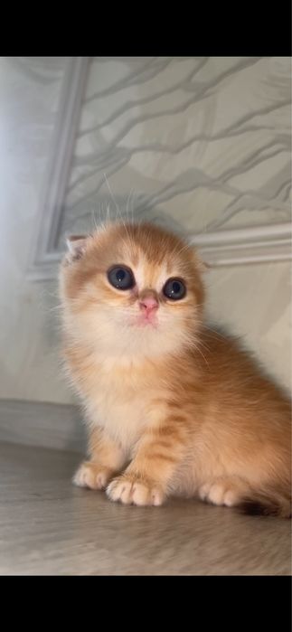 zalataya shinshilla mushukcha qiz bola ny12 tabby fold