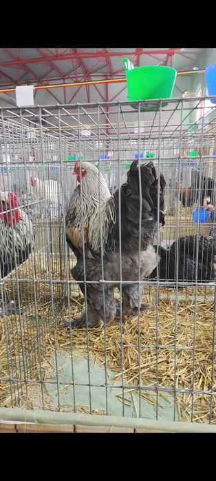 Vând cocoși Brahma Silver Orange