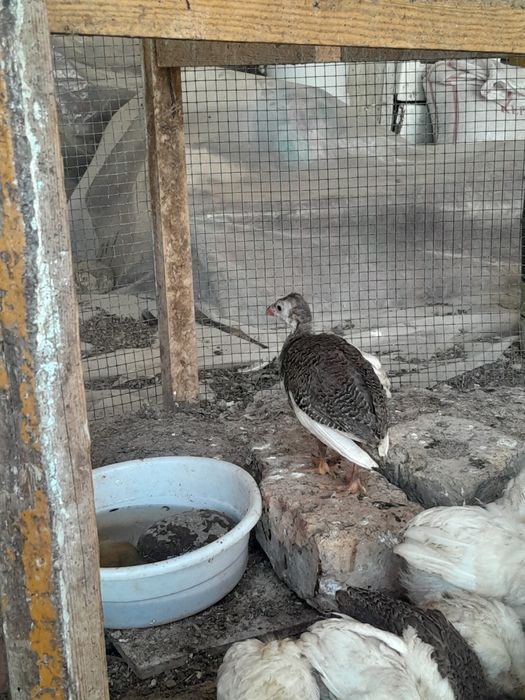 Сисарка жожалари сотилади
