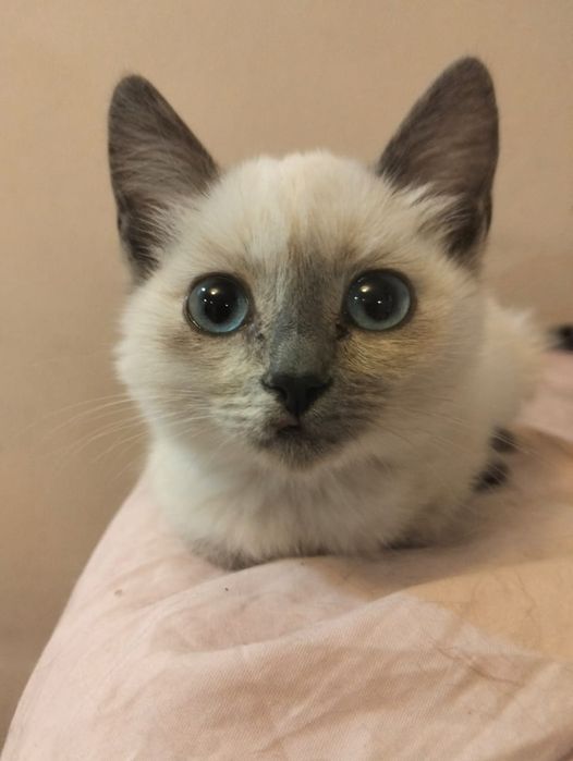 Отдам котенка девочку