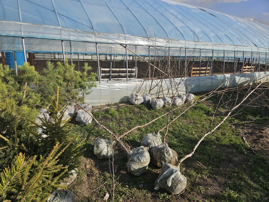 Продам ель сибирская