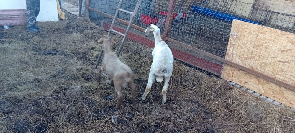 Продам овец ягнят баран