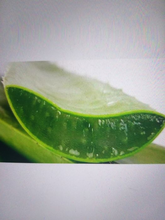 Frunza de Aloe Vera Barba-densis