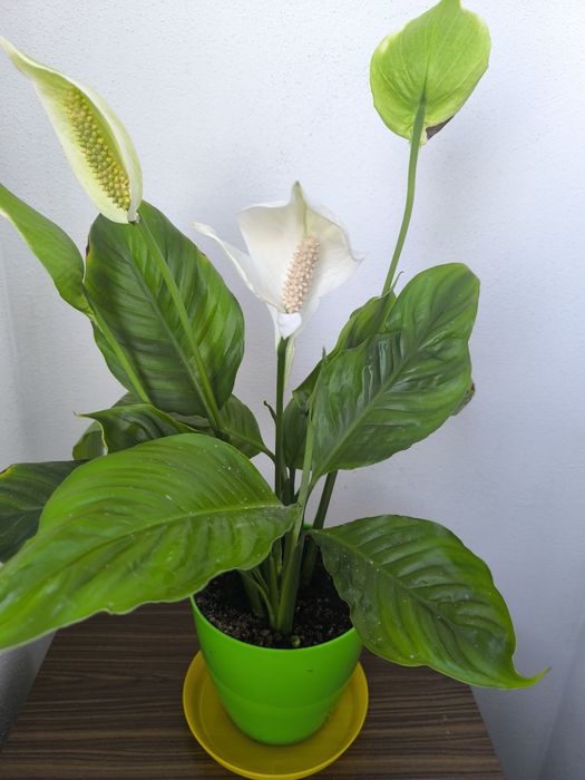 Спатифилум, папрат, коледна звезда и дървото на живота