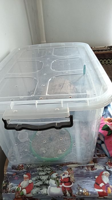 Леопардовый гикон