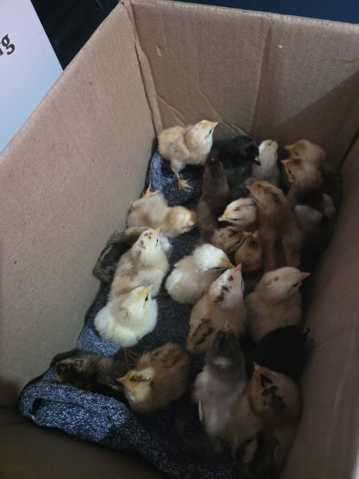 Продам цыплят  т