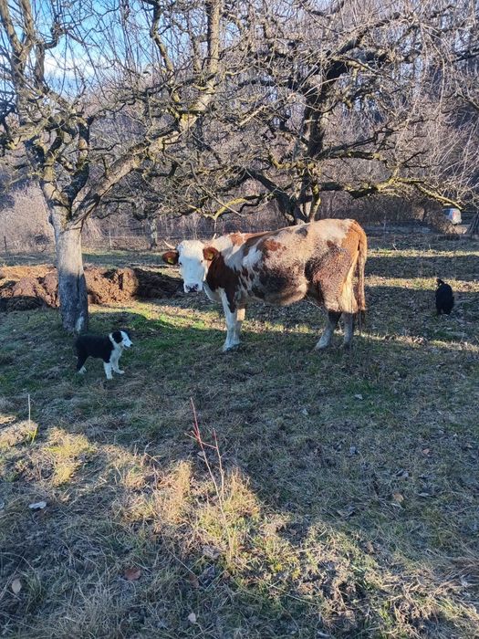 De vânzare doua vaci