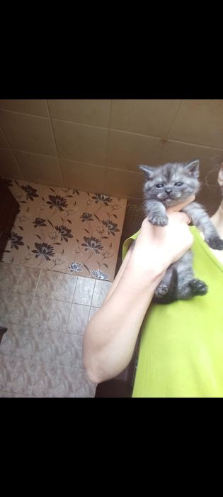 Шолтанские страйты  1,   месяц приучены.