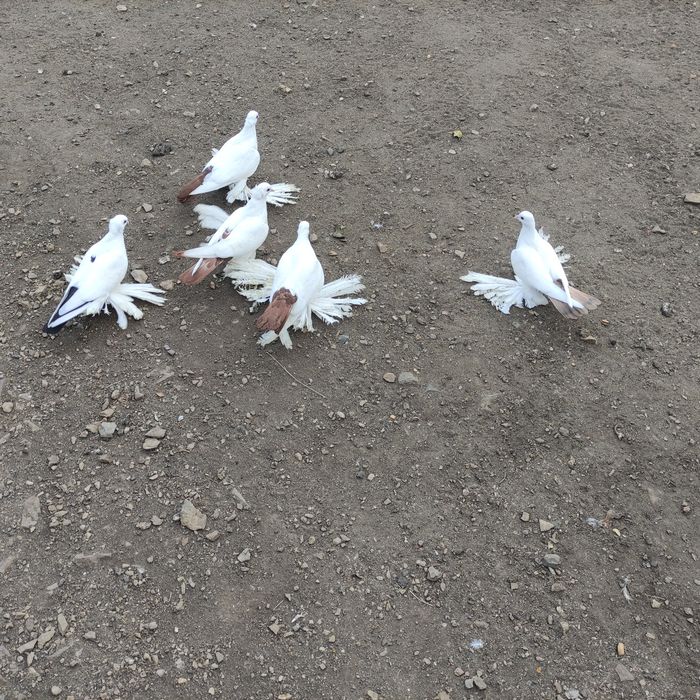 Голуби северокавказские