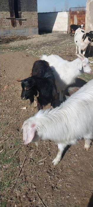 Zodor echkilar sotiladi