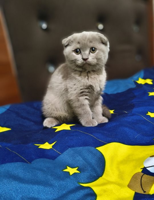Скоттиш фолд лиловые