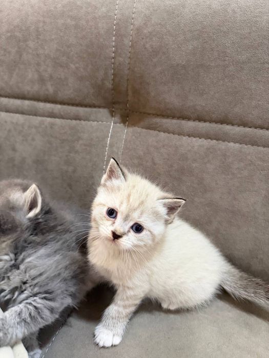 Котята породистые
