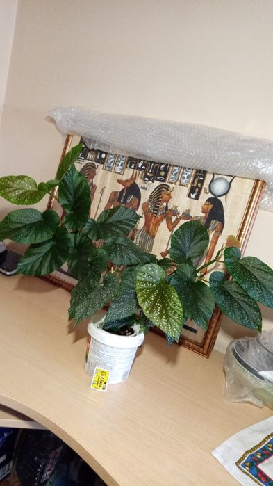 Бегония королевская.