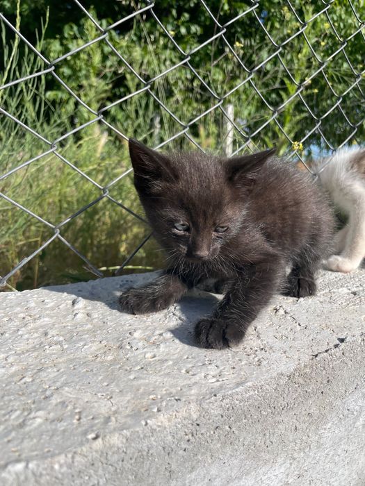Подаряват се малки котенца