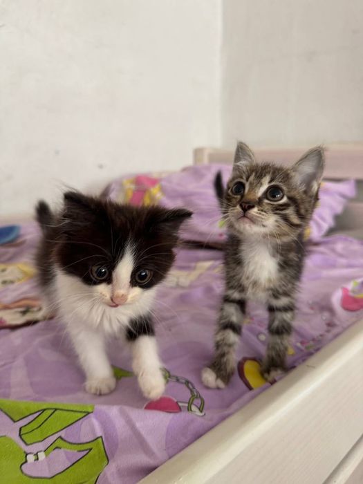 Отдам котят в добрые руки