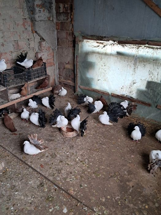 Vand 20 porumbei rotari coada neagra si roșie