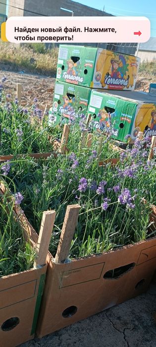 Лаванда,размарин