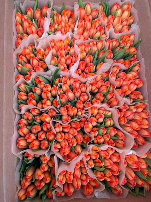 Премиальные местные тюльпаны оптом