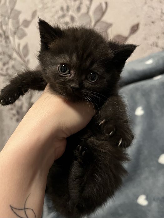 продаются чудесные британские котята.