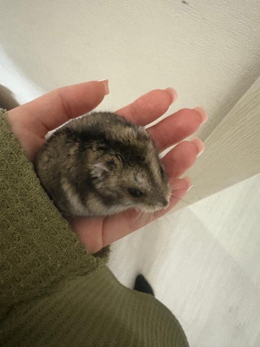 Продается Хомяк с клеткой