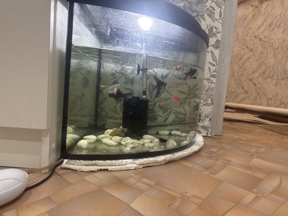 Продам аквариум рыбки