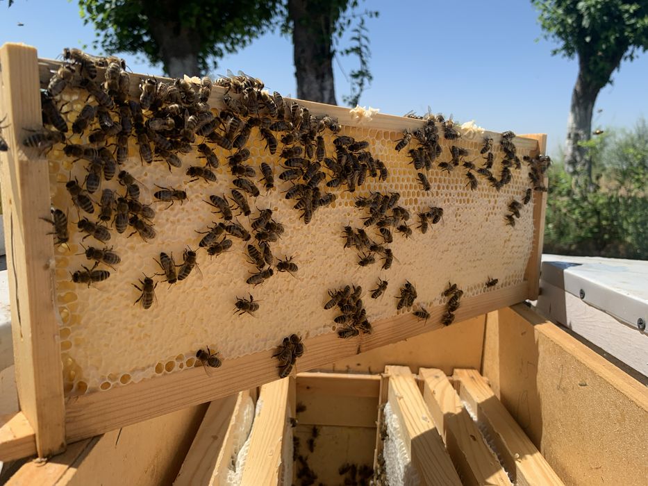 Свои Пчёлы - Свой Мёд