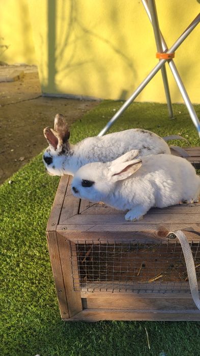 Vând 4 iepurasi Rex tricolor foarte frumosi