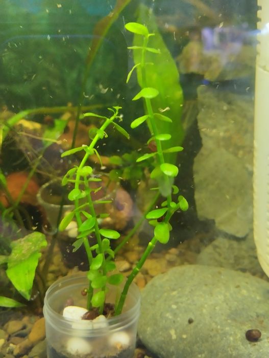 Продам или обменяю Бакопа Монье