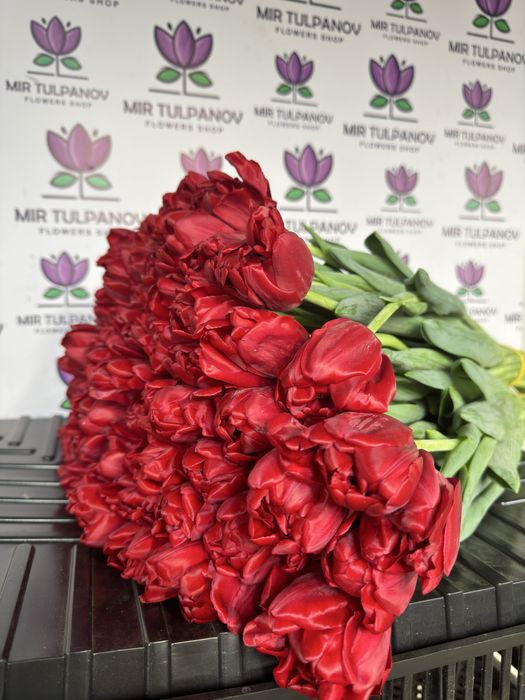 Тюльпаны оптом от Мир Тюльпанов