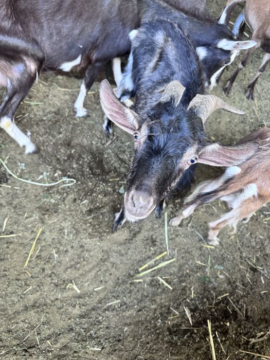 Альпи теке сатылады