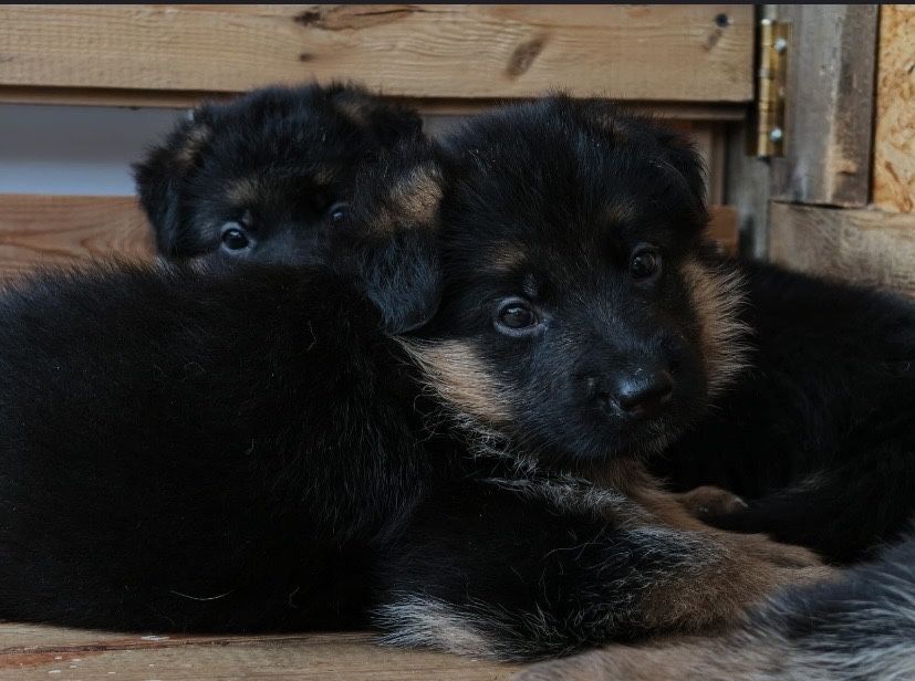 Нескцские овчарки