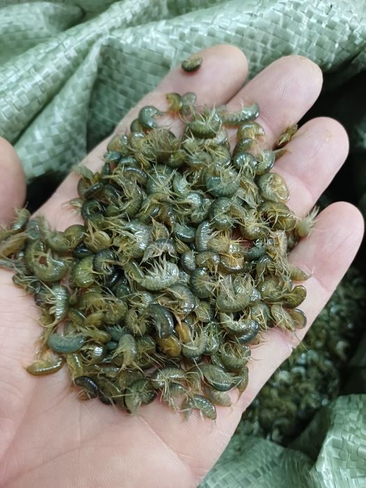 Бармаш, Мормыш Крупный