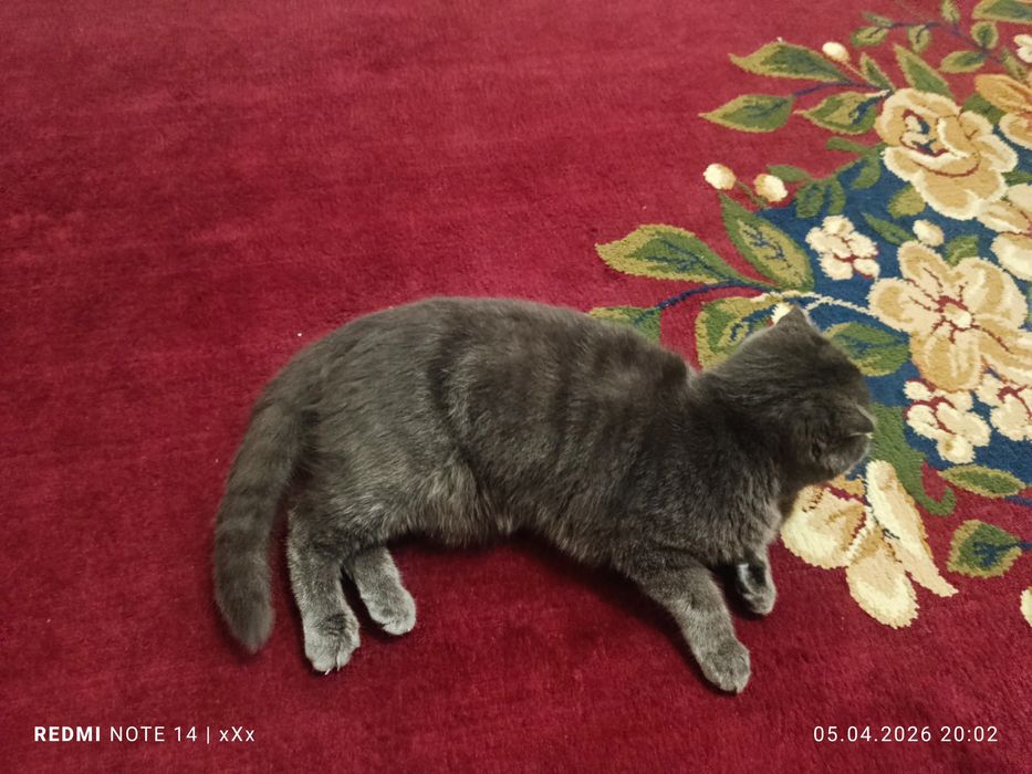 Чистокров на я шотландка