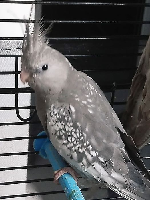 Кореллы безщекие