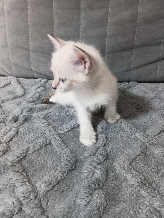 Отдам котёнка в добрые руки