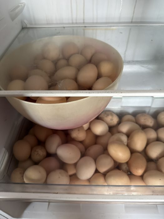 Vind oua gaina pret 1,5 lei