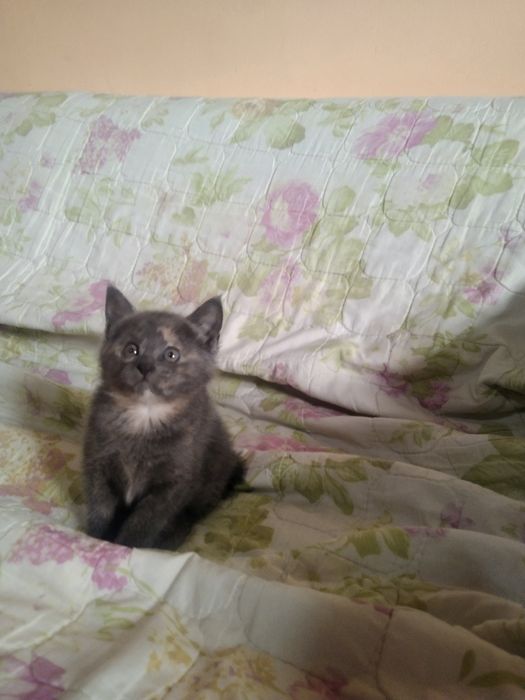 Отдаём в добрые руки.