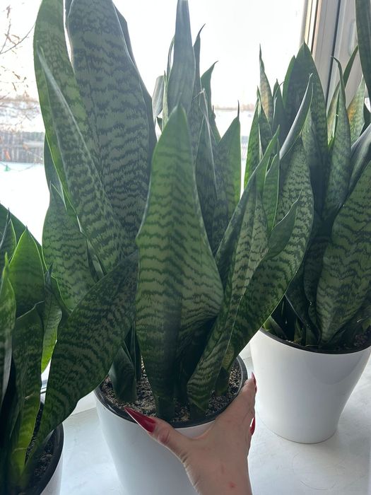 Сансиверия Робуста