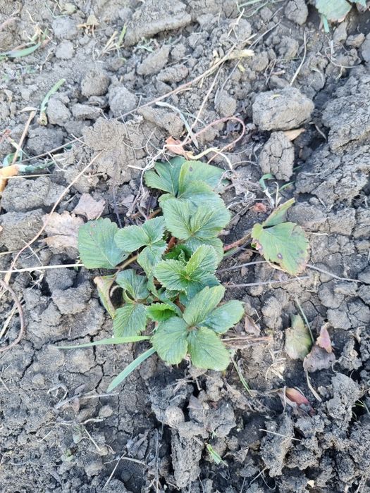 Vând stoloni de capsuni