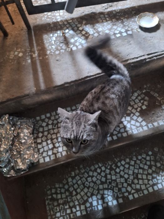 Найден британский котик