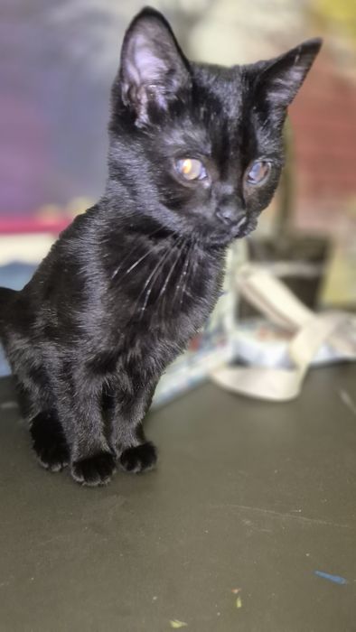 Отдам чёрных котят