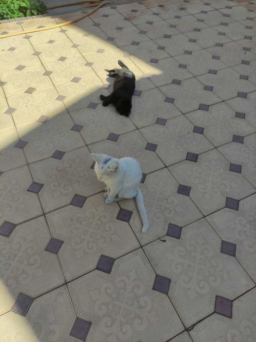 отдам котят в хорошие руки