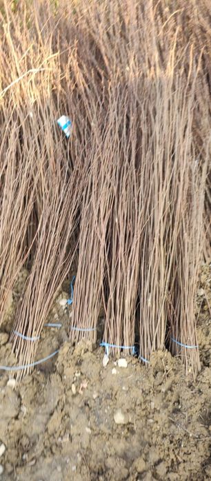 Puieți salcâm frasin tei fag carpen stejar mesteacăn plop brad molid