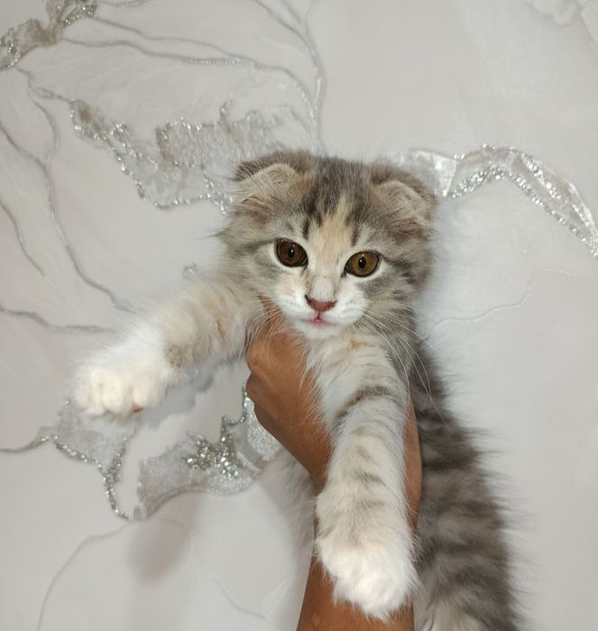 Не продаю! sotilmidi !!На вязку скотиш фолд