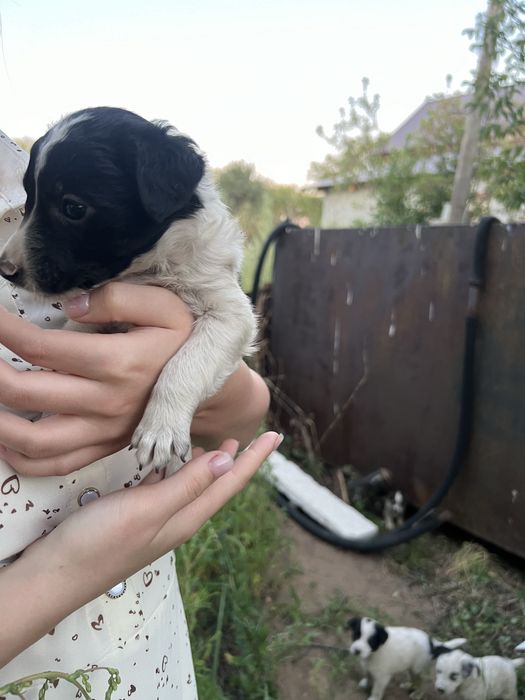 Отдам щенят даром